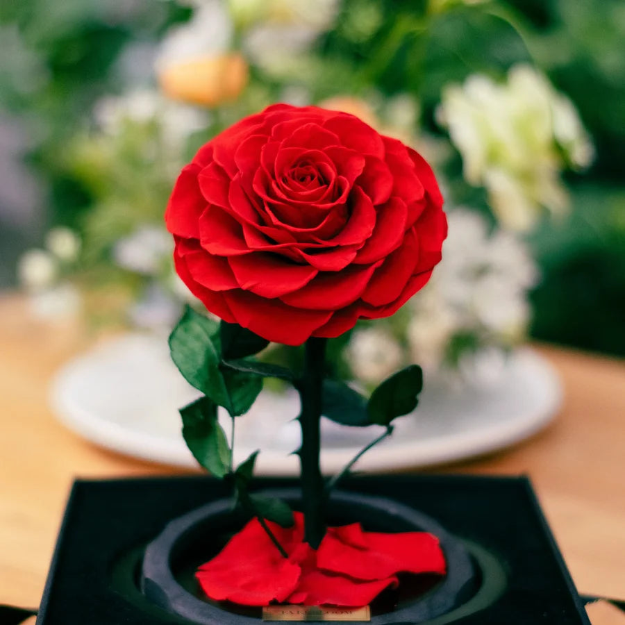 The Little Everlasting Rose